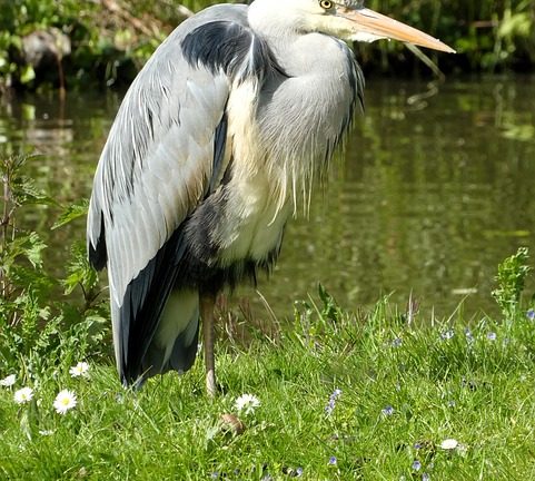 IEO: A Bridge to Global Understanding through Language