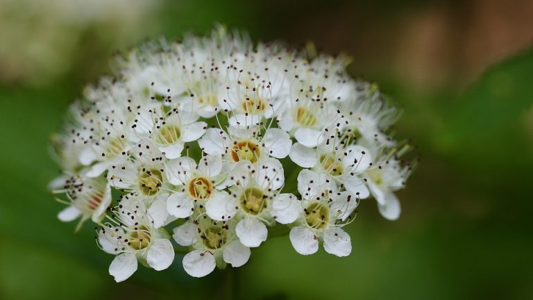 5 Ways to Prepare Your Students for the International English Olympiad