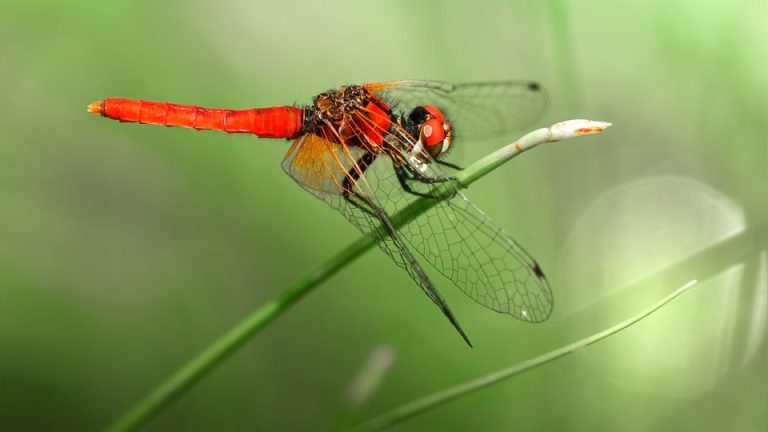 Crack the Code to IEO Success with these Essential Study Tips