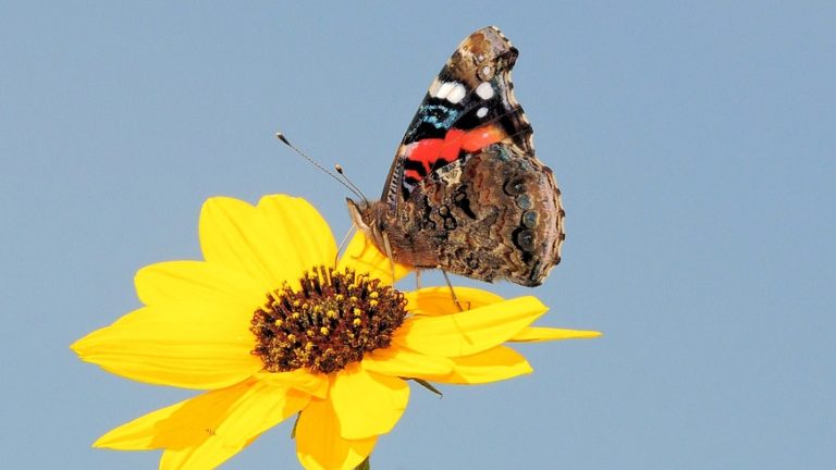 IEO Trends and Impact