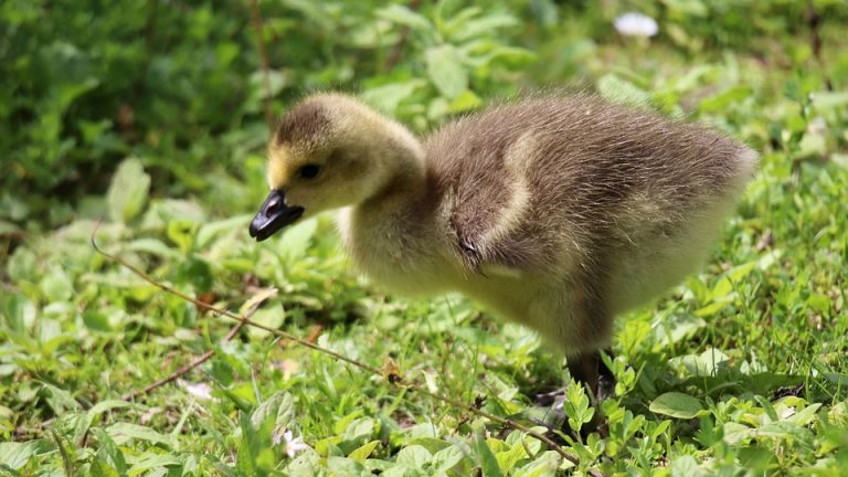 National Preparations