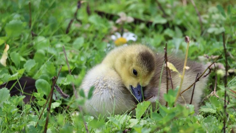 Country-specific Strategies for IEO Success: How India, USA, and UK Prep their Students