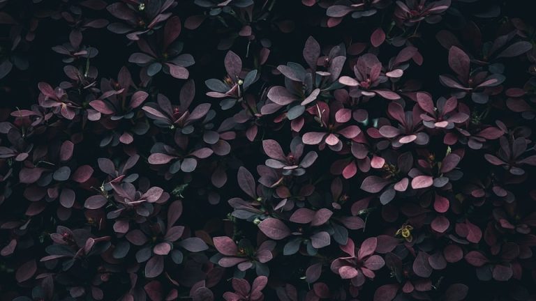 The Wait is Over: EHF Olympiad Kick-Off Time Announced