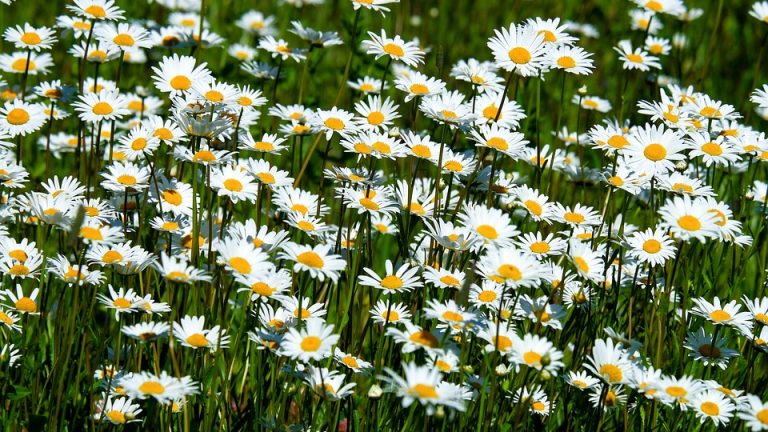 Global Greatness in Language: The International English Olympiad in Review