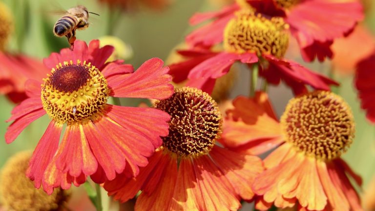 Before the tournament