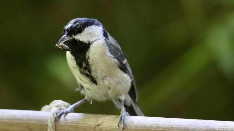 Unleashing the Power of Words: Highlights from the International English Olympiad