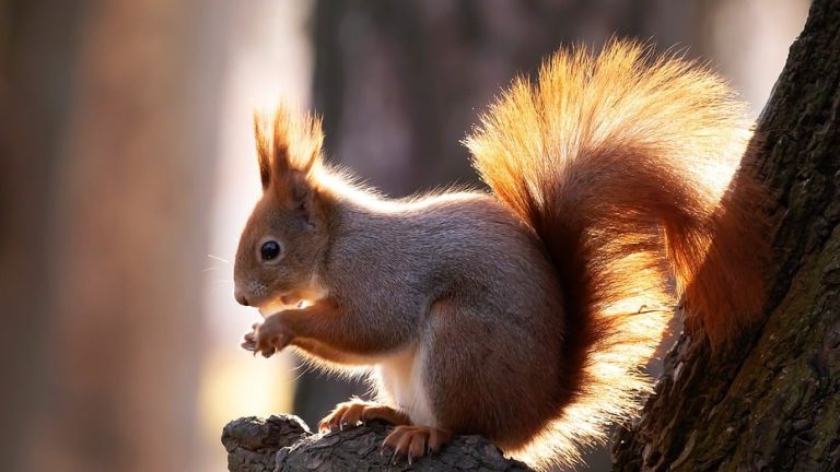 From Page to Platform: Students Shine in the International English Olympiad