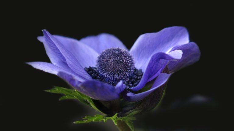 German and Norwegian Women Dominate at EHF Olympiad So Far