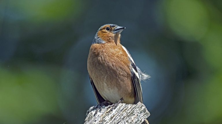 Russia’s Dominance Continues, but Can They Sustain the Momentum?