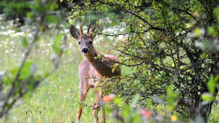 Raising the Bar: Why International English Olympiad Prep Matters