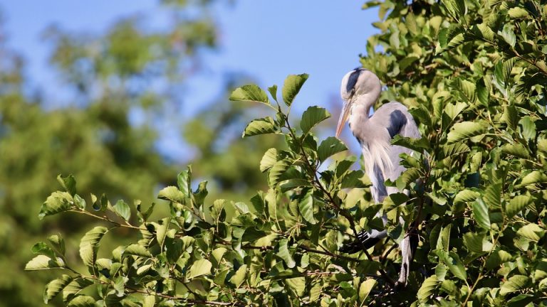 Healthy Students, Happy Learning: The Eduheal Foundation’s Commitment to Student Well-being