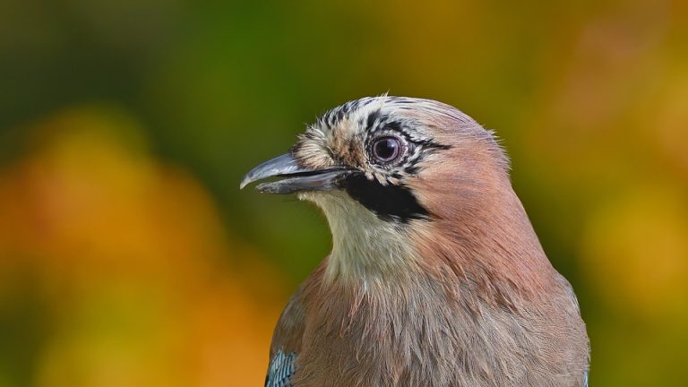 Medal Count Update: Country by Country in the Standings