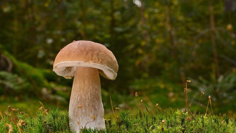 Empowering Education: Eduheal Foundation’s Mission to Provide Quality Healthcare to Students