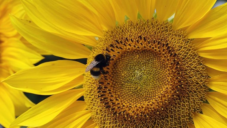 Coach of the Tournament: Whose Wisdom Led Their Side to Success?