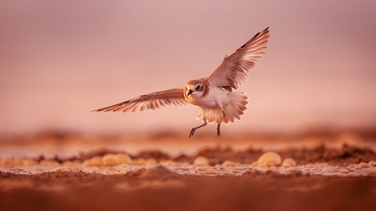 From Struggle to Success: Overcoming Obstacles to Excel in the International English Olympiad