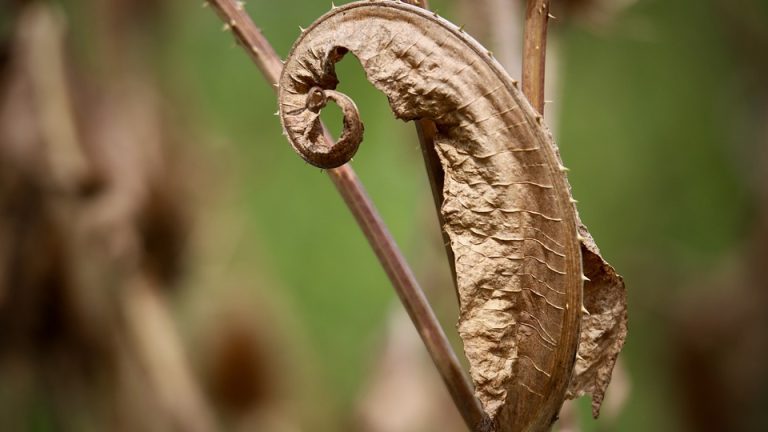 Olympic Achievements: Students Demonstrate Mastery of English Language Skills