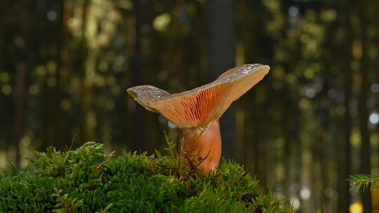 India’s Finest: India’s Top Performers in the International English Olympiad