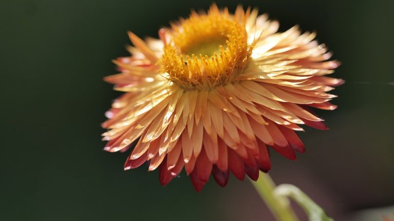 Rise of the Titan: China’s Dominance in the International English Olympiad