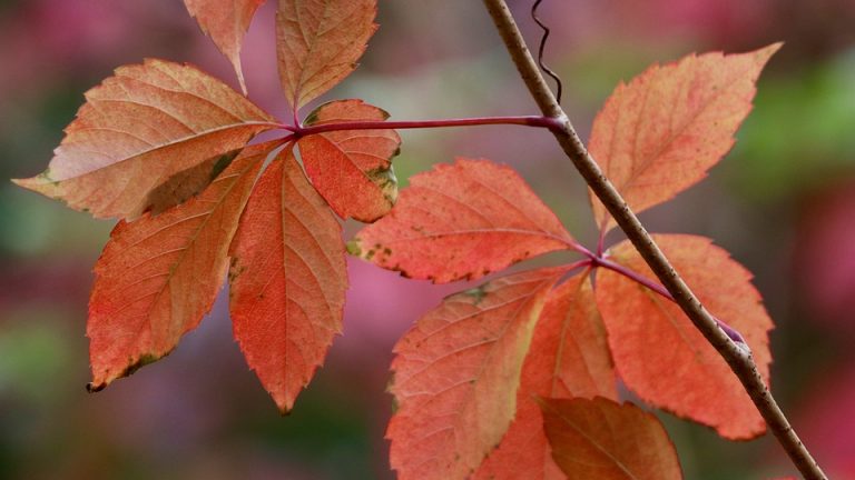 Country-specific Content