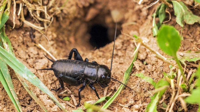 Healing the Educator: How the EduHeal Foundation is Revolutionizing Teacher Well-being