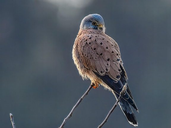 What is an IEO? A Beginner’s Guide to Initial Exchange Offerings