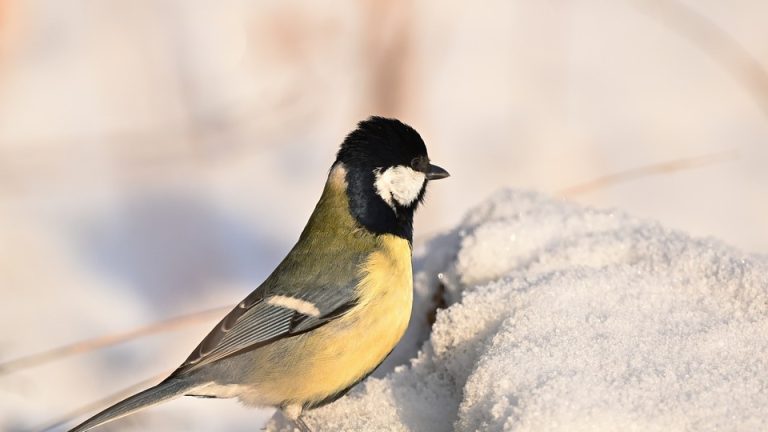 Spotlight on specific sports or events: