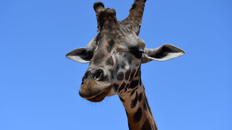 General IEO Articles