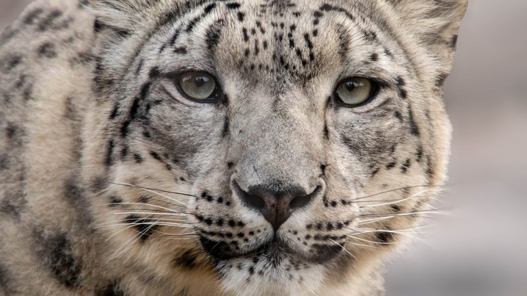 The Dark Side of Olympic Success: The So-Close-You-Can-Taste-It Reality of Competition