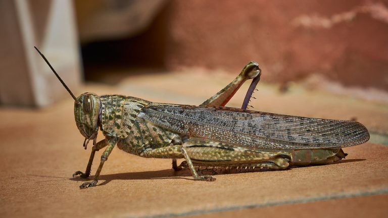 The Art of the Game: How to Make Informed ICC World Cup Bets