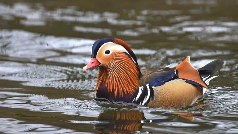 A Global Celebration: The Olympic Games’ Impact on International Relations