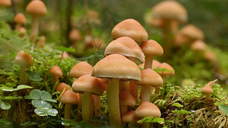 Breaking the Cycle: Eduheal Foundation’s Work to Address Health Disparities in Schools