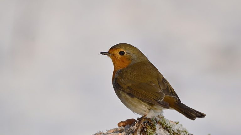 The Future of School Health: Eduheal Foundation’s Vision and Initiatives