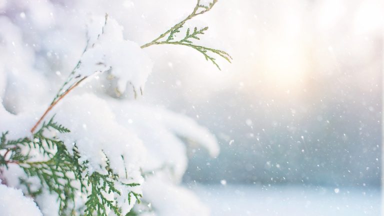 The Intersection of Education and Health: Eduheal Foundation’s Work to Address Systemic Issues