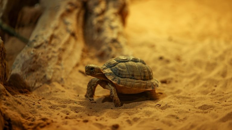 The Flag-Bearer’s Journey: The Importance of the Olympic Torch Relay