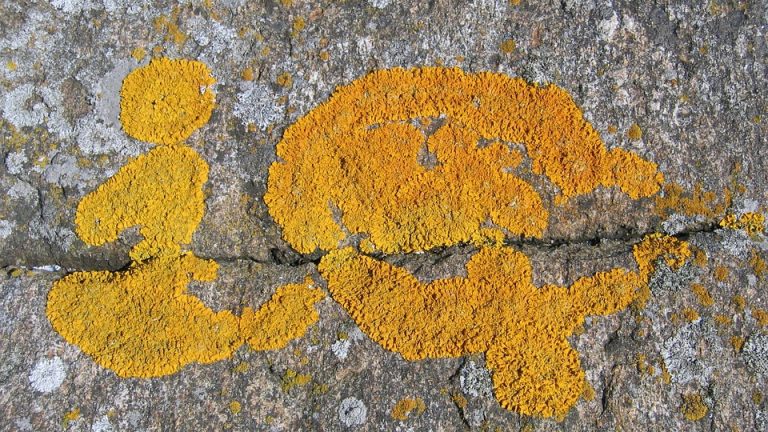 Unlocking Human Potential: The Secrets to Boosting Mental Ability