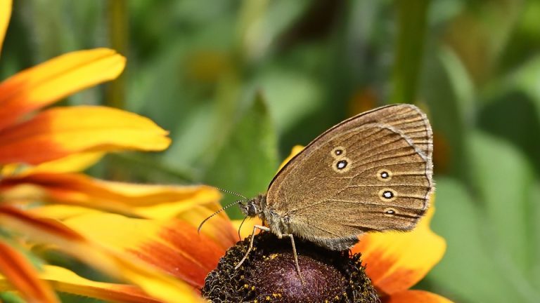 Champions Crowned: EHF Olympiad Concludes with Thrilling Finals – A recap of the final matches and the eventual winners of the Olympiad.