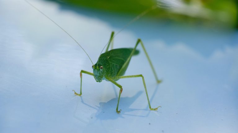 Transforming Lives: The Impact of EduHeal Foundation in Education