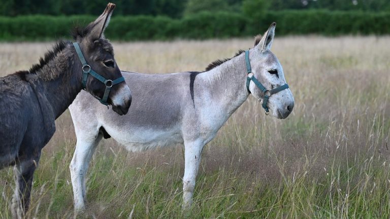 Olympic Ambitions: EHF Olympiad Provides Platform for Future Stars – An article highlighting the young talent participating in the event.