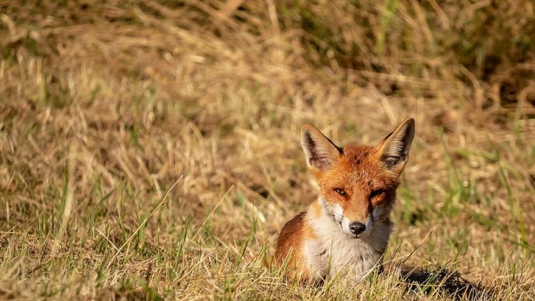 The Future is Now: EHF Olympiad Unveils Next Generation of Handball Talent – An article spotlighting emerging players and their potential impact on the sport.