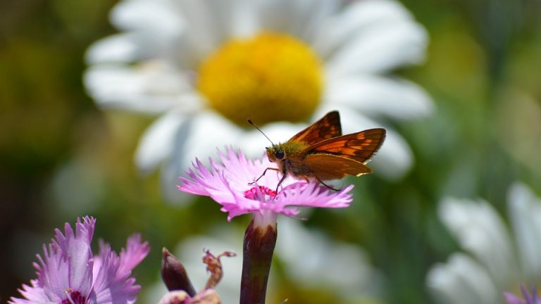 Road to Glory: EHF Olympiad Teams Battle for Olympic Qualification – An article focusing on the teams fighting for a spot at the Olympics.
