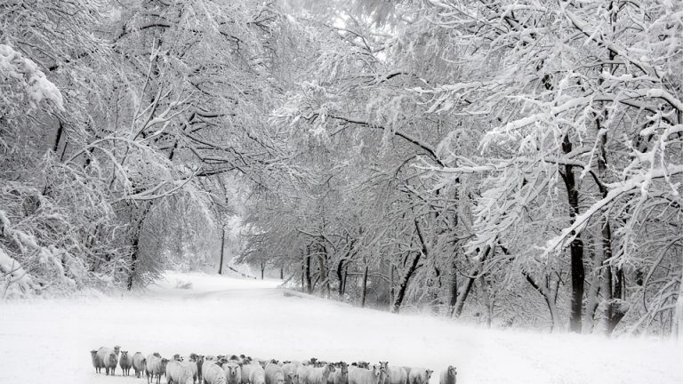 English Language Skills Put to the Test: International Olympiad Sees Fierce Competition